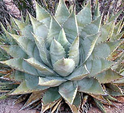 Photo of Agave plant in Mexico © Al Barrus