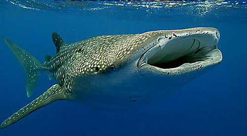 Snorkel with whale sharks off...