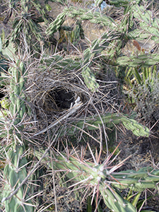 Birds Nest Saltillo Desert © Al Barrus
