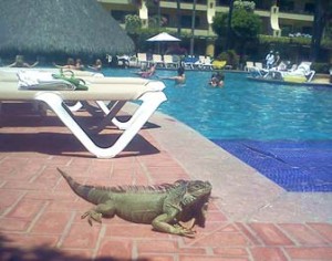 Iguana in Pool