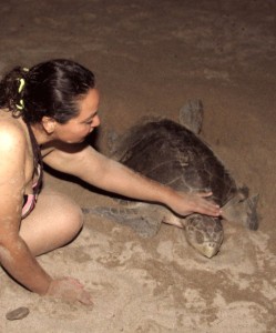 Woman petting Puerto Vallarta Sea Turtle laying eggs © Al Barrus