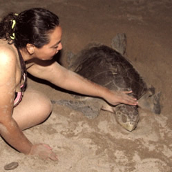 Woman petting Puerto Vallarta Sea Turtle laying eggs