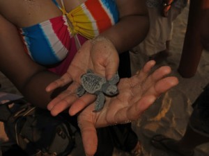 Releasing Sea Turtle © Al Barrus