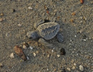 Sea Turtle Bucerias © Jan Critchfield