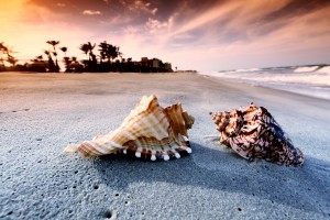 beach-conch-shells