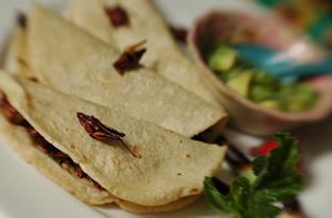 Chapulines or cricket tacos