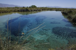 Cuatro Cienegas pool