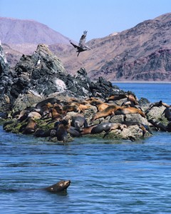 Seal Island Outside of Kino Bay