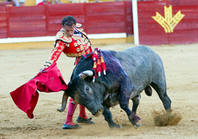 Bull Fight