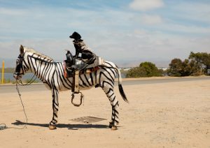 Stripped zebra, as seen in Tijuana