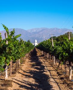 Vineyard in Valle de Guadalupe, Mexico