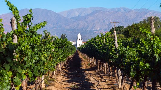 Vineyard in Valle de Guadalupe, Mexico