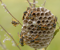 Hornets Nest