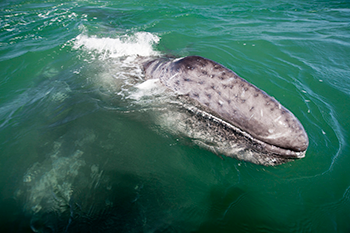Whale Guerrero Negro, Mexico