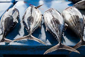 Tuna fish on boat deck