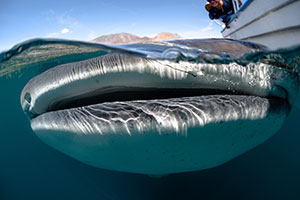 Whale Shark