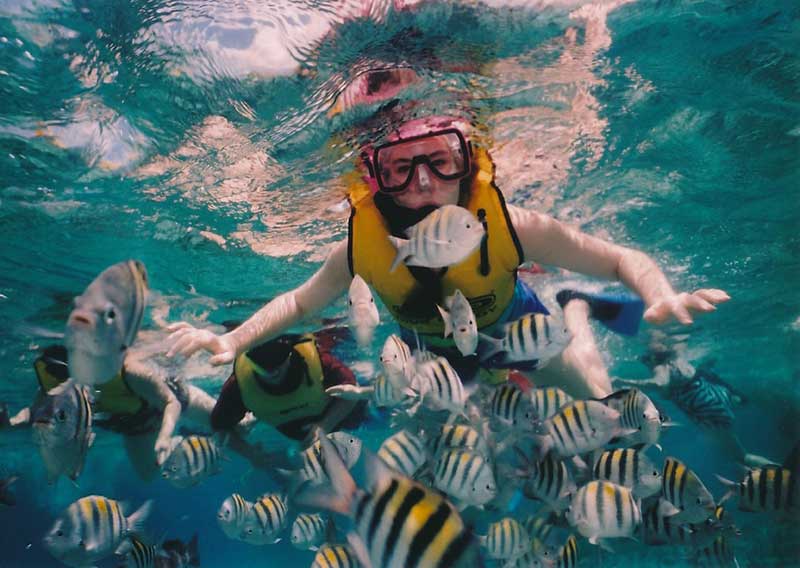 Diving With Colorful Fish in Mexico