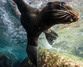 Seal scuba diving