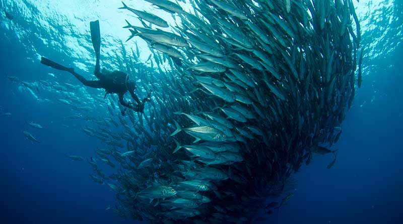 Scuba Diving Baja, Mexico